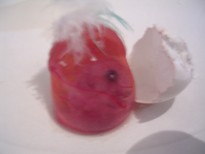 embryon perruche ondule